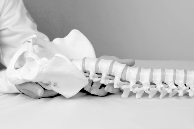 Spine model