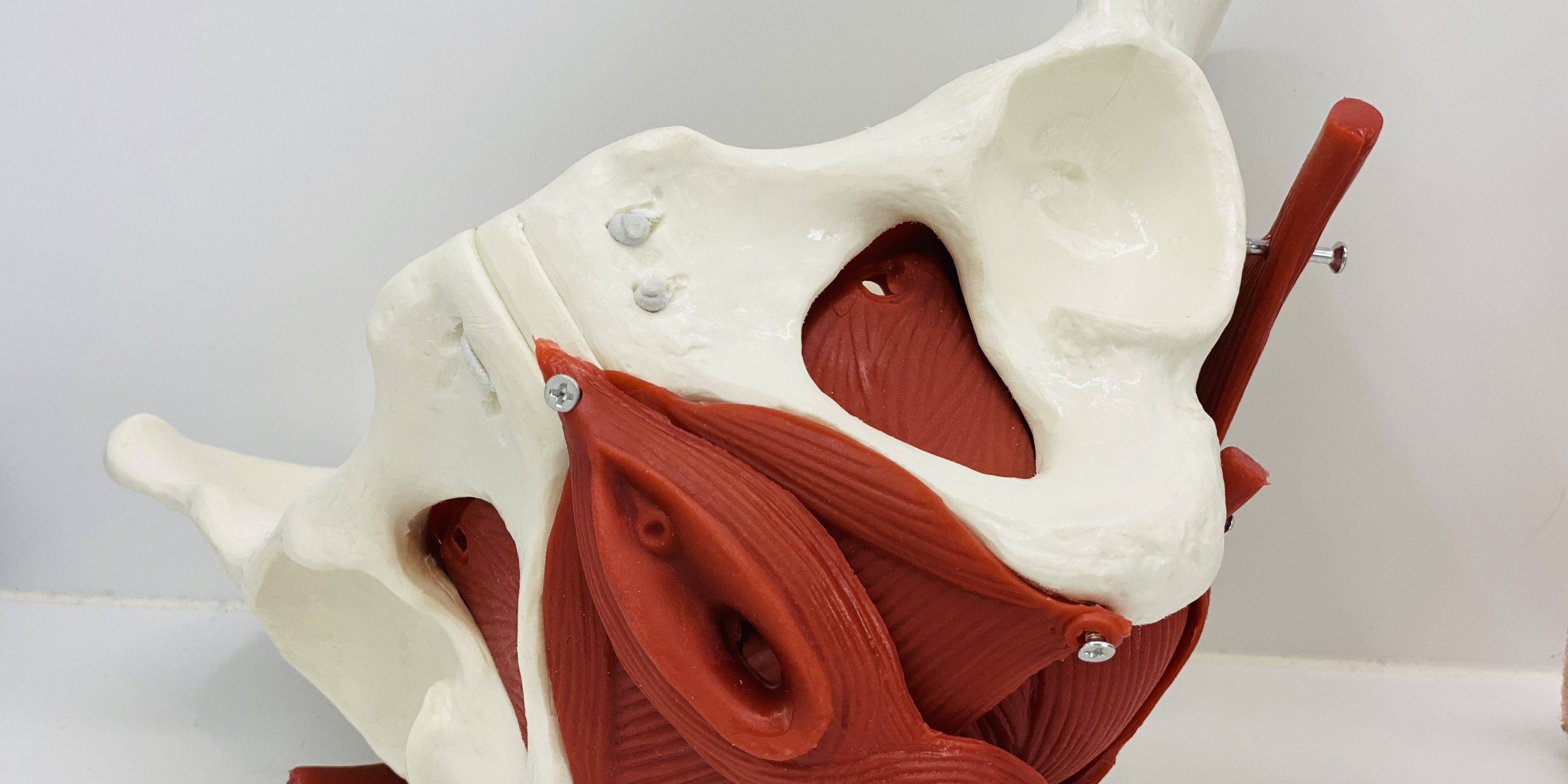 kinesitherapie Avelgem Deprez Bekkenbodemtherapie