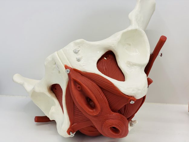 kinesitherapie Avelgem Deprez Bekkenbodemtherapie